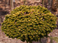 Picea orientalis Prof Langer IMG_5135 (VALENTA) Świerk kaukaski